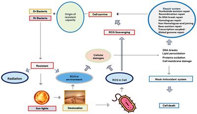 Radiation-resistant bacteria in desiccated soil and their potentiality in applied sciences